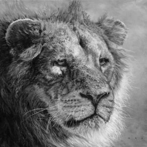 Masai Monarch