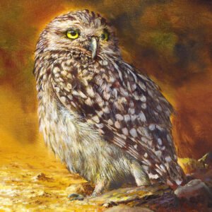 little-owl-2