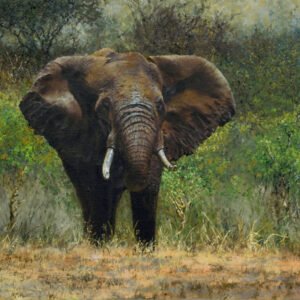 bull-elephant