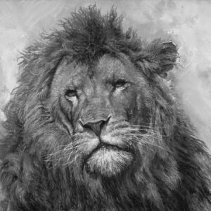 Mature Lion