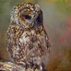 the-tawny