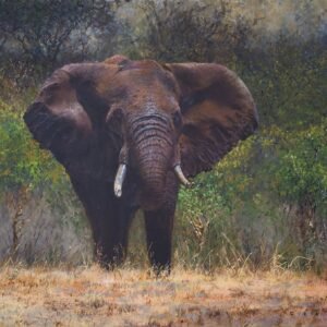 Bull Elephant
